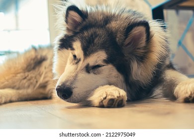 how many hours a day do malamutes sleep