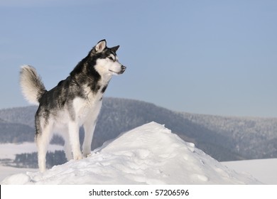 Alaskan Malamute in the snow