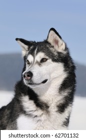 Alaskan Malamute in the snow