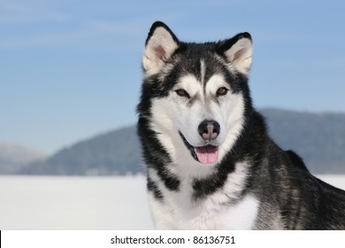 Alaskan Malamute in the snow