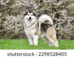 Alaskan Malamute stands on green grass against the background of a flowering tree