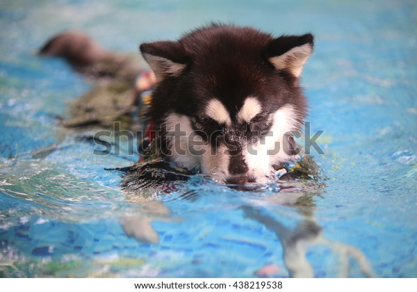 does the alaskan malamute like to swim