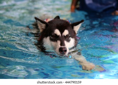 does the alaskan malamute like to swim