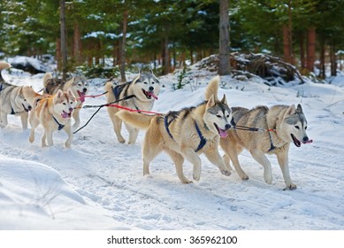 Alaskan Malamutes Pulling Sled