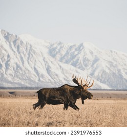 Alaskan moose are impressively large, with males weighing up to 1,500 pounds. Their antlers can span over six feet!
