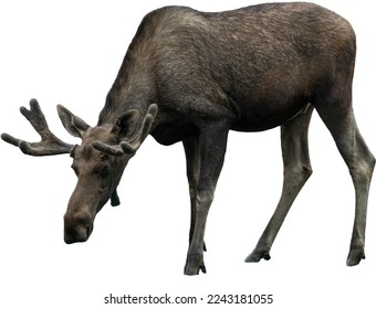 Alaskan moose, isolated on white background.