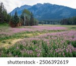 Alaskan mountains with wildflowers and trees in the meadow valley