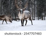 Alaskan Reindeer during Calving Season