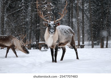 Alaskan Reindeer during Calving Season - Powered by Shutterstock