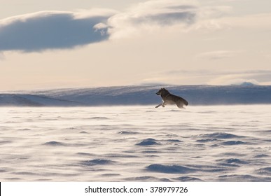 An Alaskan Tundra Wolf Leaps Through The Blowing Snow Near The Arctic National Wildlife Refuge