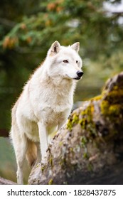 Alaskan White Wild Wolf Portrait Close Up Tribe Leader On Top