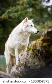 Alaskan White Wild Wolf Portrait Close Up Tribe Leader On Top