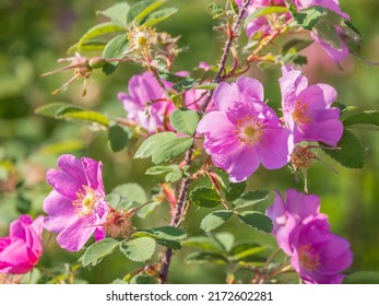 Alaskan Wild Rose, Prickly Rose, Rosa Acicularis