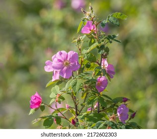 Alaskan Wild Rose, Prickly Rose, Rosa Acicularis