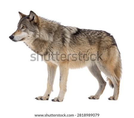 Alaskan Wolf Standing In Profile Thick Norther Isolated On White Background