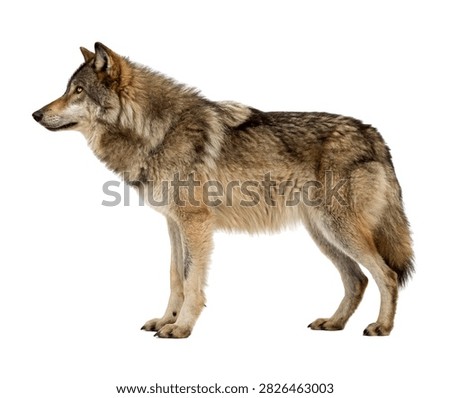 Alaskan Wolf Standing In Profile Thick Norther Isolated On White Background
