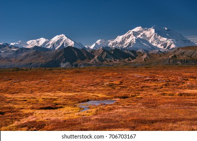 Alaska's Mount Denali On A Clear Blue Sky Day, With Early Autumn Colors On Mossy Tundra In Foreground