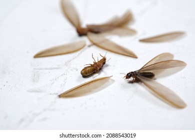 Alate or moth,Laron,Isoptera is the scientific name for flying termites or winged termites. Laron is the initial part of each termite life cycle or phase where the termite caste is ready to reproduce 