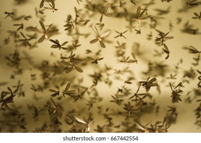 Alates Or Termites Swarm Flying