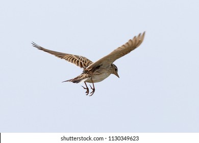 Skylark High Res Stock Images Shutterstock