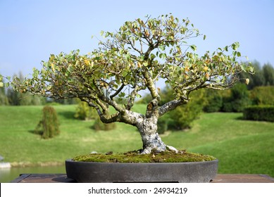 Alba Birch Bonsai