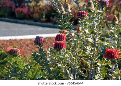 Albany Australia, Banksia Coccinea Bush In Flower