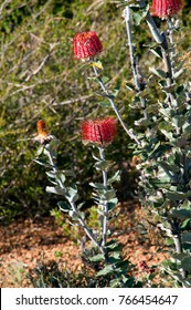 Albany Australia, Banksia Coccinea Bush In Flower