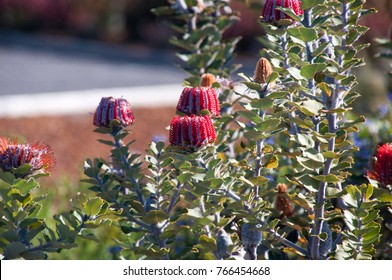 Albany Australia, Banksia Coccinea Bush In Flower