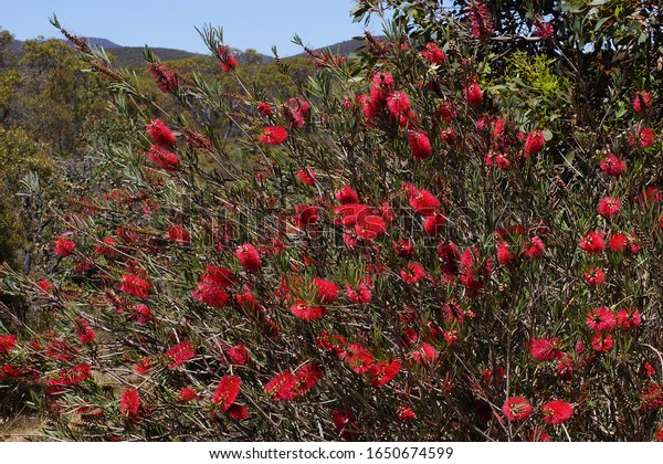 アルバニー ボトルブラシ カリステモン グラウカス 明るい赤い花が豊富に咲く植物は 南西オーストラリアの固有の植物です の写真素材 今すぐ編集