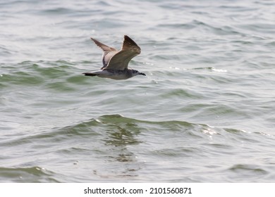 An Albatros flying with opened wings over the wavy sea during the sunny day