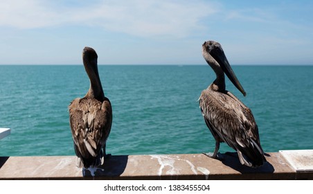 Albatross Backshot At Clearwater Beach Boradwalk, FL