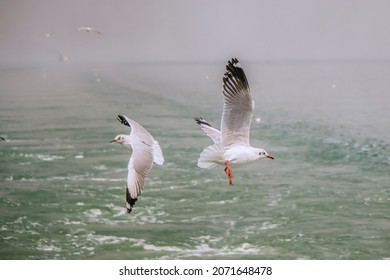 Albatross Bird (gangchil) In Asia