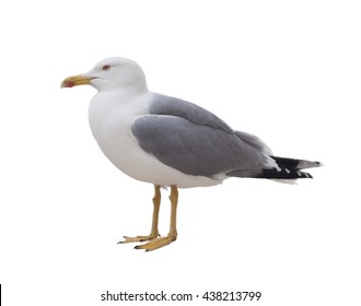 Albatross Bird Isolated On White Background