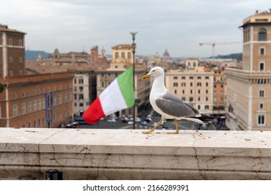 Albatross Bird In Middle Of Rome With Italy Flag