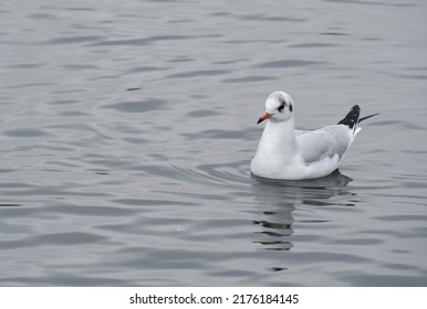 Albatross Bird, In The Water. Negative Space.