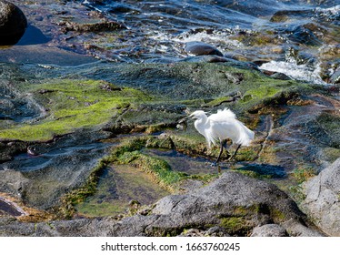 Albatross Fishing On The Beach