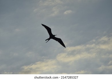 Albatross flying in the blue sky, Peru.