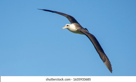 Albatross Flying In Oahu Hawaii 