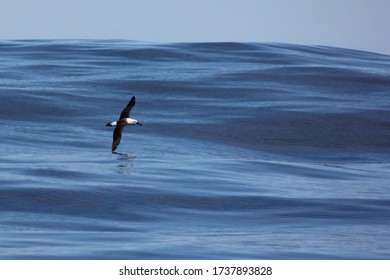 Albatross Flying Over A Calm Sea