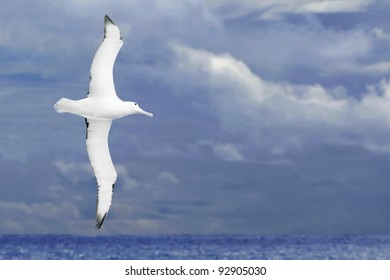 Albatross Flying Over Dark Ocean