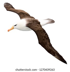 Albatross isolated on white background