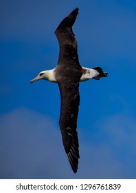 Albatross Of Kaena Point, Oahu