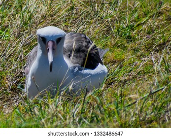 Albatross Nesting In Oahu, Hawaii