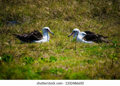 Albatross Nesting In Oahu, Hawaii