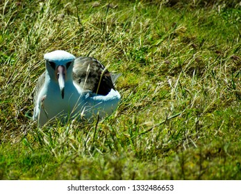 Albatross Nesting In Oahu, Hawaii