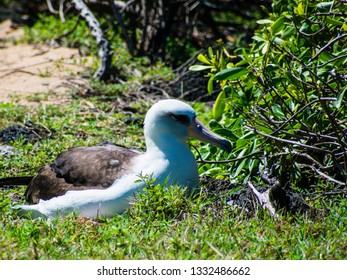 Albatross Nesting In Oahu, Hawaii