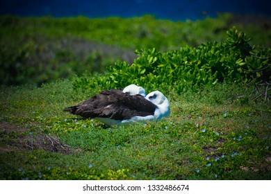 Albatross Nesting In Oahu, Hawaii