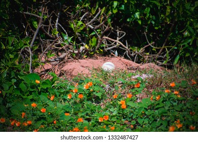 Albatross Nesting In Oahu, Hawaii