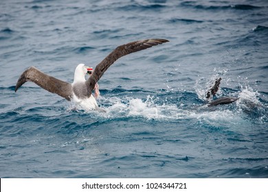 Albatross New Zealand