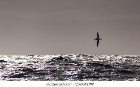 An Albatross On The Drake Passage To Antarctica